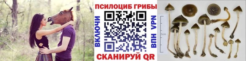 Псилоцибиновые грибы Psilocybine cubensis  hydra зеркало  Сергач 
